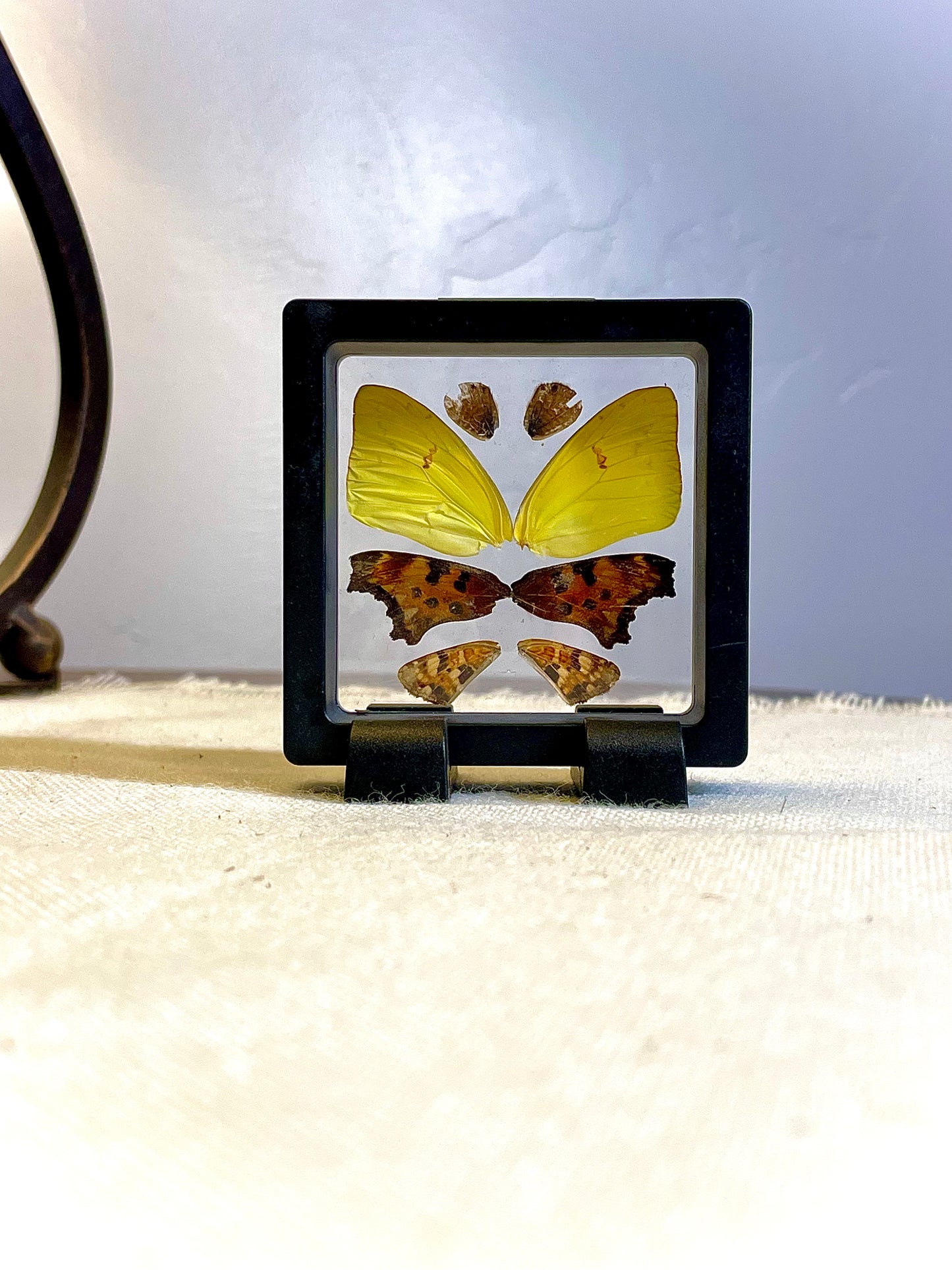 Butterfly decor