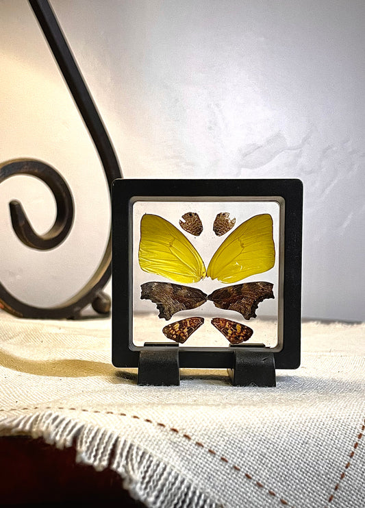 Butterfly decor